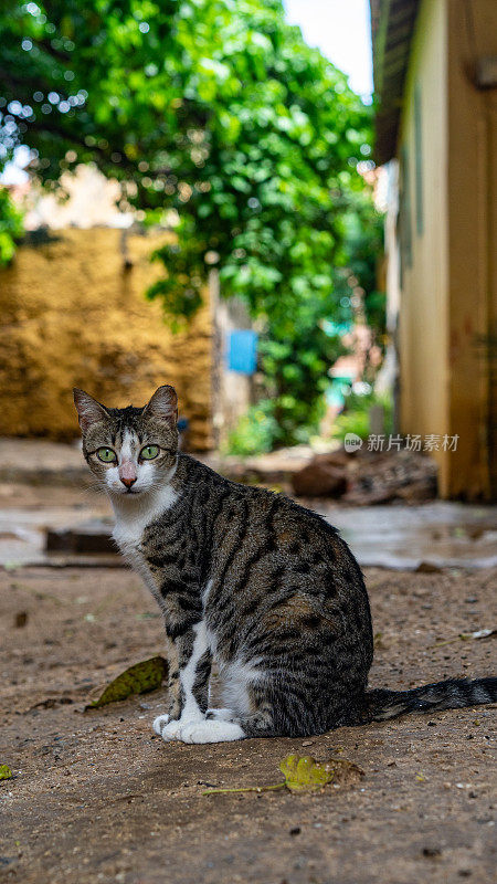 cat Gorée达喀尔岛，塞内加尔